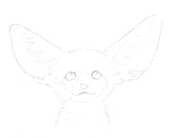 Лиса фенек карандашом