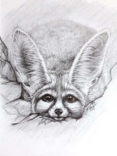 Фенек анатомия