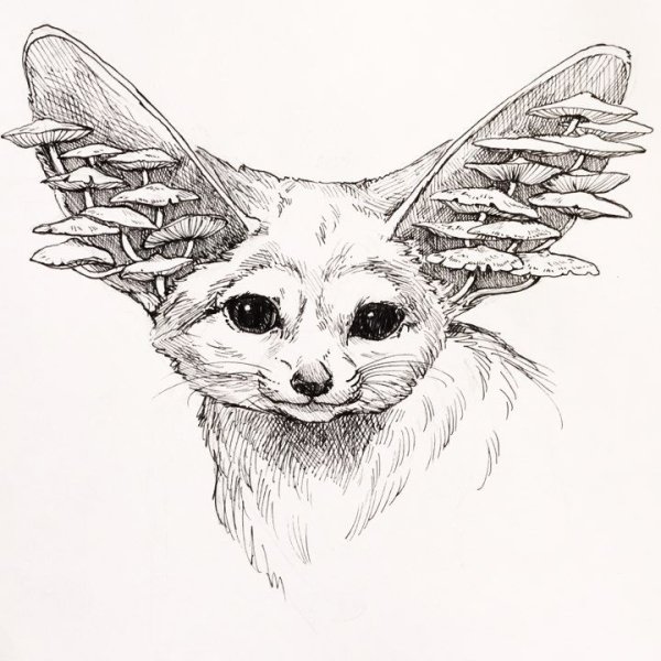 Фенек простым карандашом