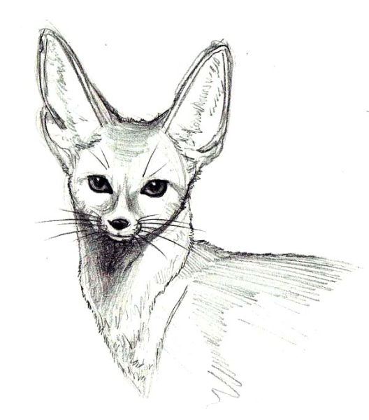 Фенек скетч