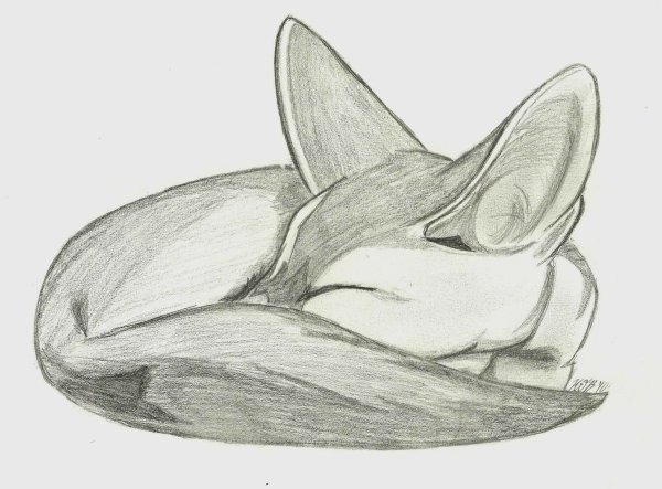 Рисунки Лис для срисовки