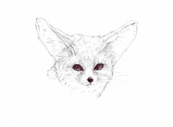 Фенек эскиз
