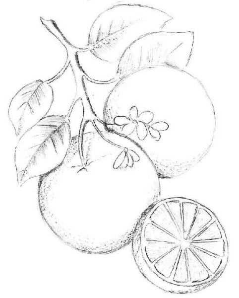 Рисунки фруктов для срисовки карандашом