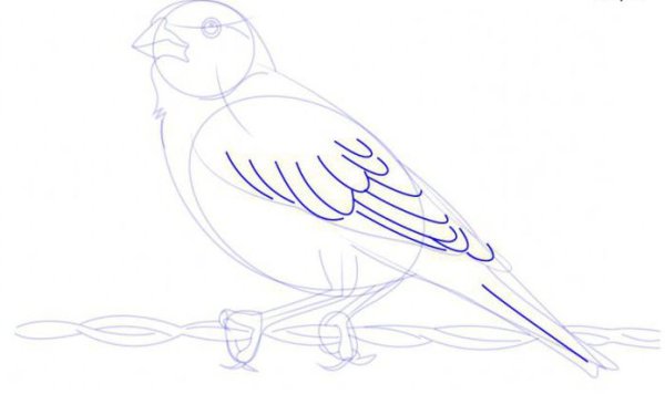 Жаворонок поэтапное рисование