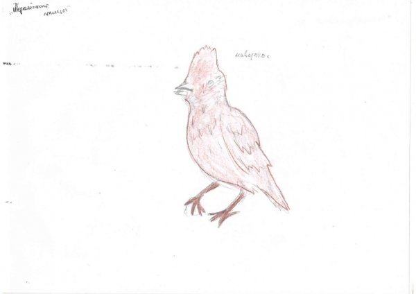 Жаворонок рисунок