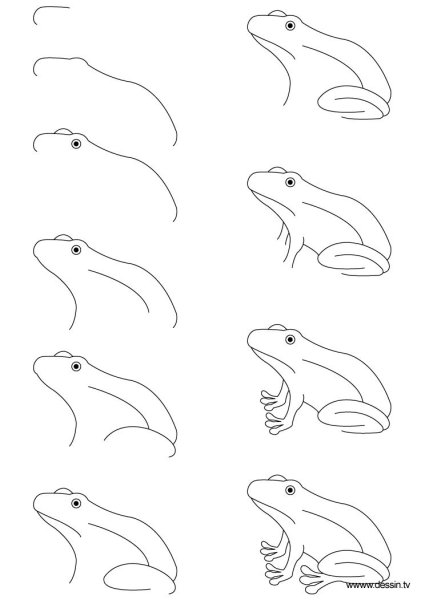 Как нарисовать лягушку поэтапно