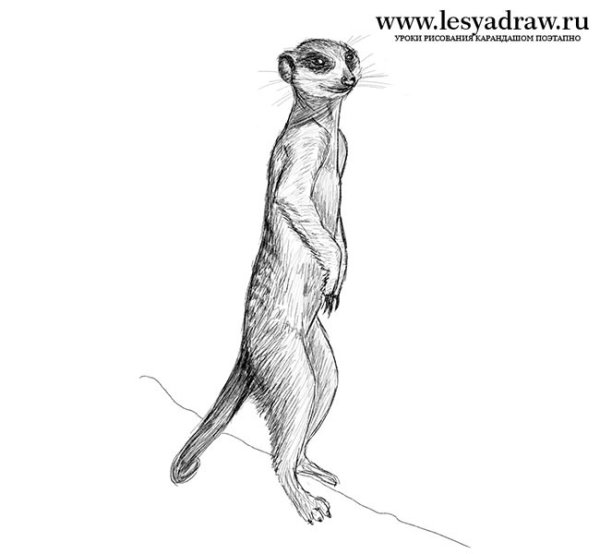 Хорек рисунок карандашом