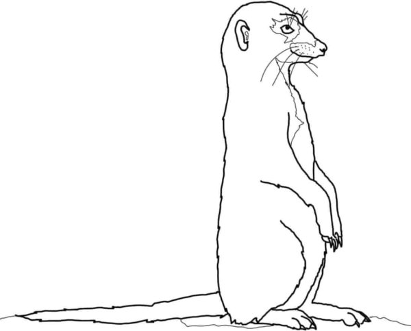 Сурок раскраска для детей