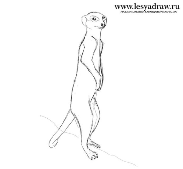 Суслик раскраска для детей