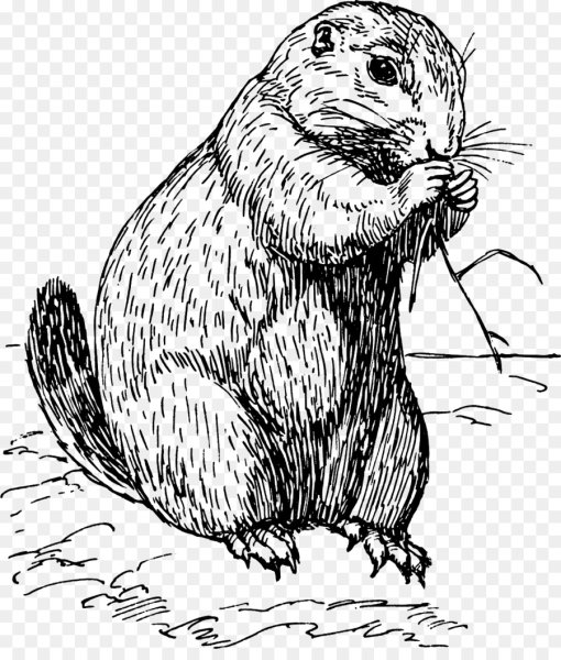 Рисунок суриката карандашом