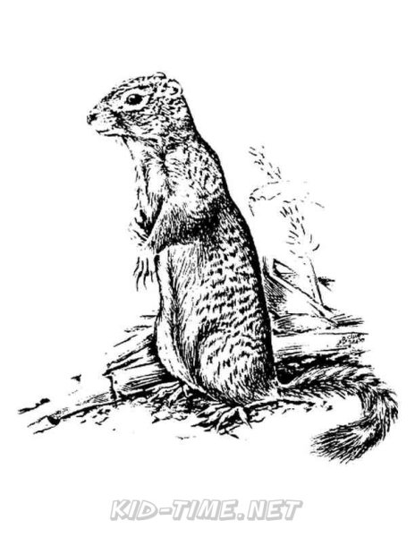 Сурок рисунок