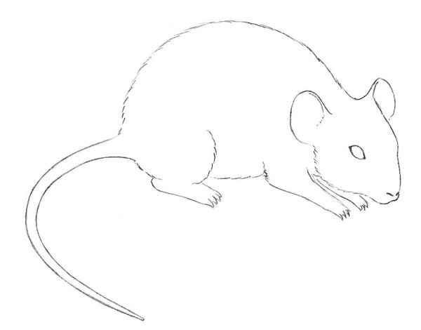Мышь карандашом