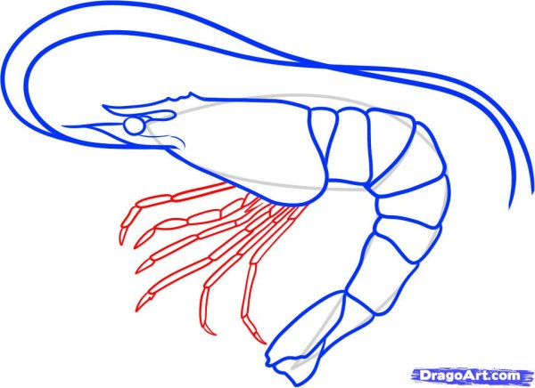 Креветка раскраска