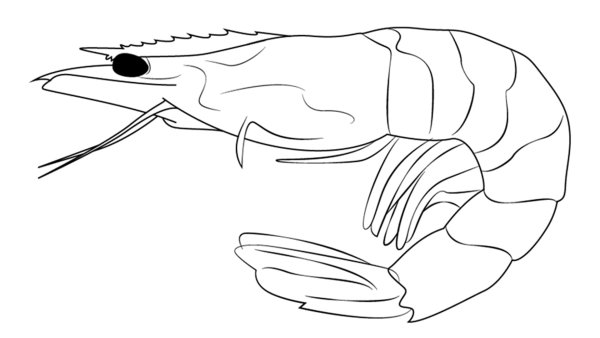 Рисунок креветки легкий