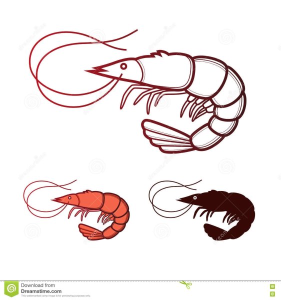 Креветка рисунок