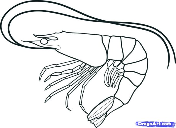Креветка референс