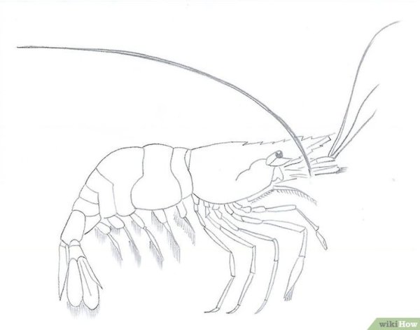 Креветка для срисовки