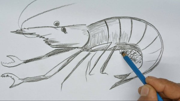 Креветка нарисованная