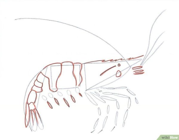 Креветка тату эскиз