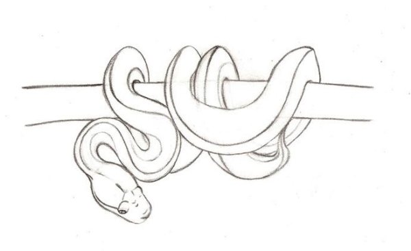 Змея набросок карандашом