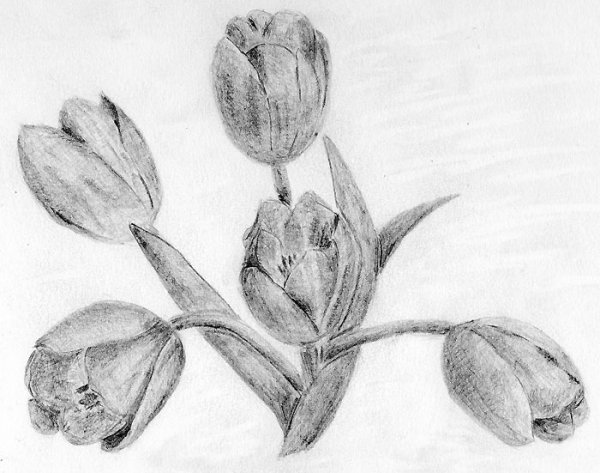 Цветы графитным карандашом