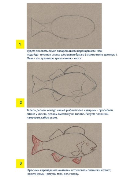 Как нарисовать окуня карандашом поэтапно