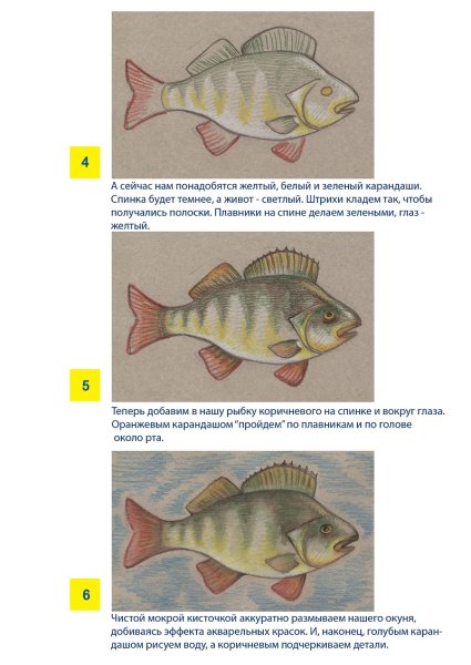 Поэтапное рисование окуня