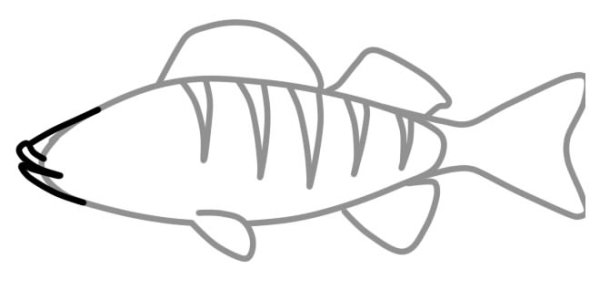 Срисовать окуня легко