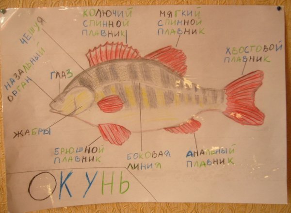 Окунь детский рисунок