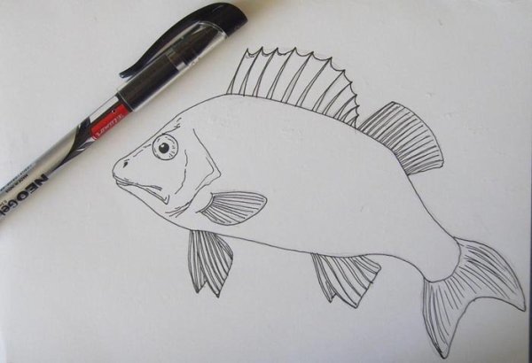 Нарисовать рыбу ручкой