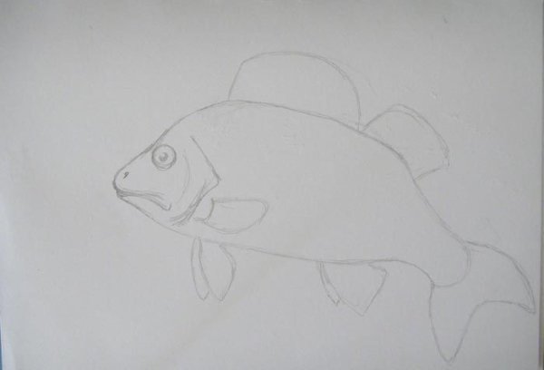 Рисунок окуня легко