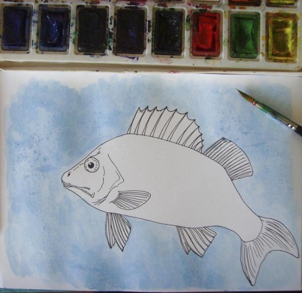 Рисование рыбы окунь