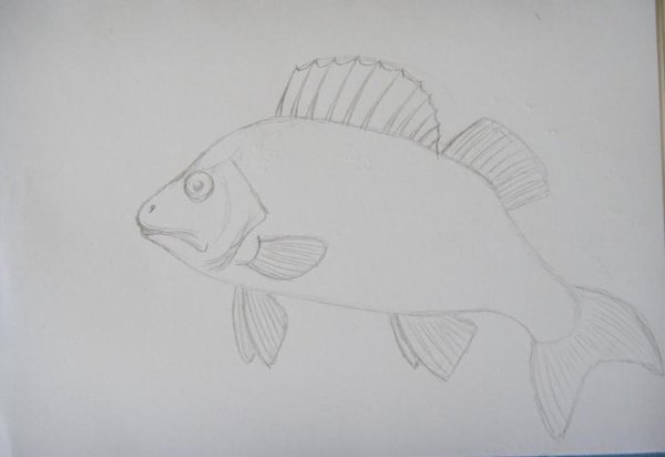 Судак рыба карандашом