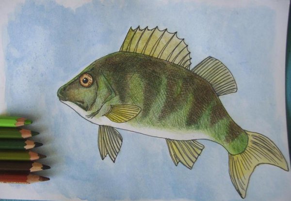 Окунь рисунок