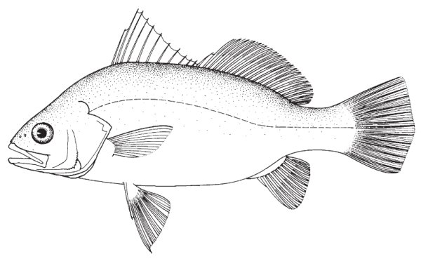 Рыба раскраска для детей