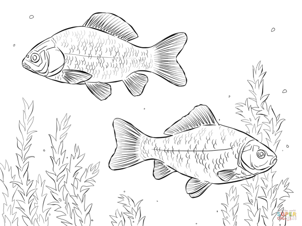 Раскраска окунь Речной