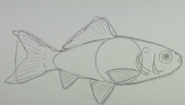 Морские рыбы карандашом