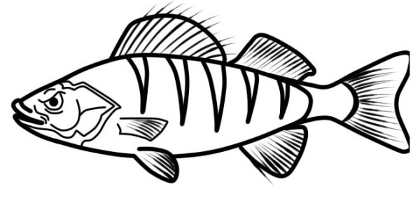 Раскраска рыба окунь