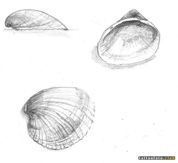 Зарисовки ракушек