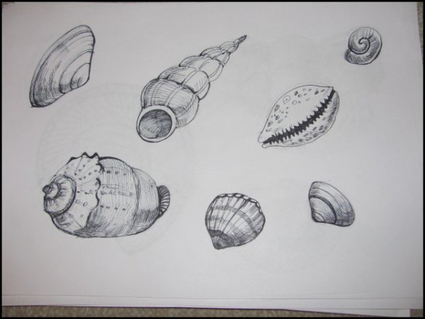 Ракушки карандашом для срисовки