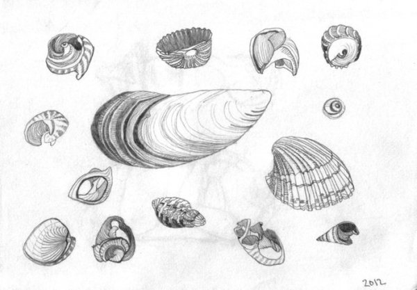 Формы ракушек карандашом