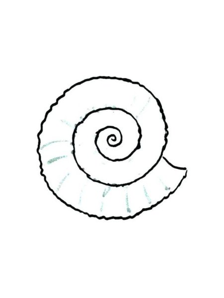 Поэтапное рисование ракушек