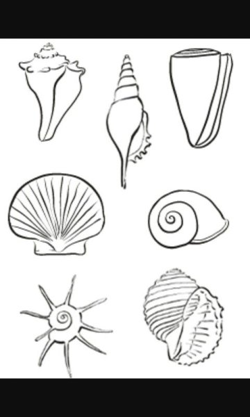 Ракушка карандашом