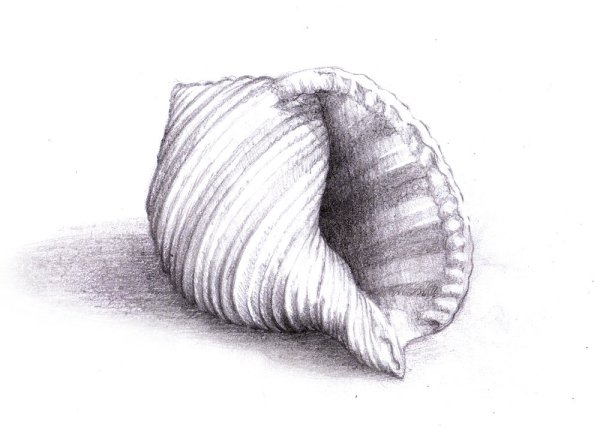 Раскраска Ракушка с жемчужиной