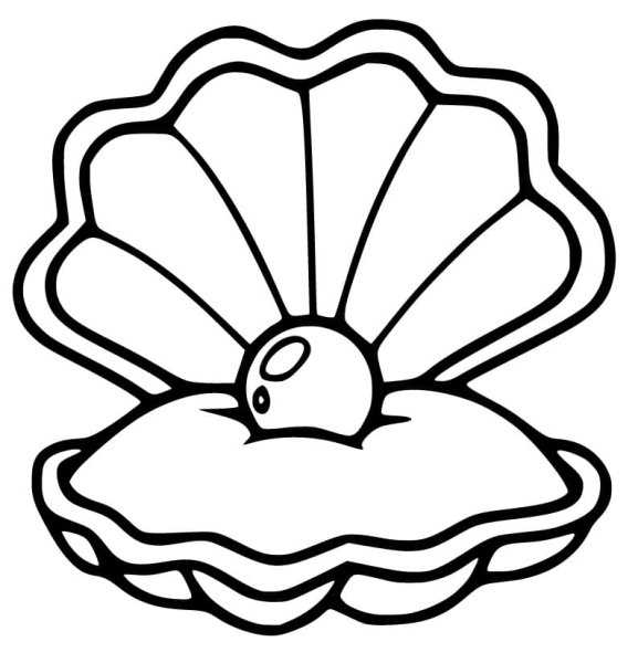 Ракушка рисунок карандашом