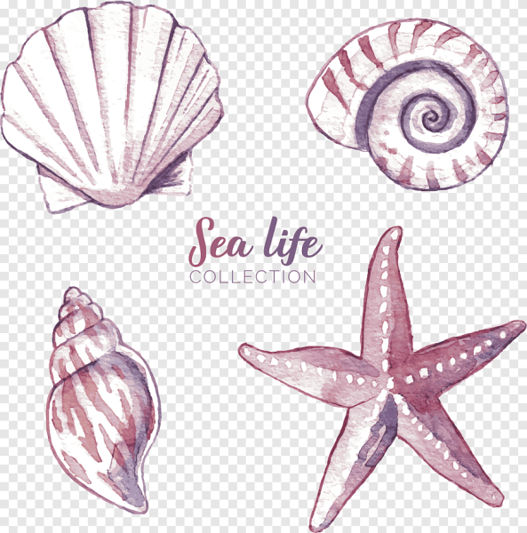 Морская раковина трафарет