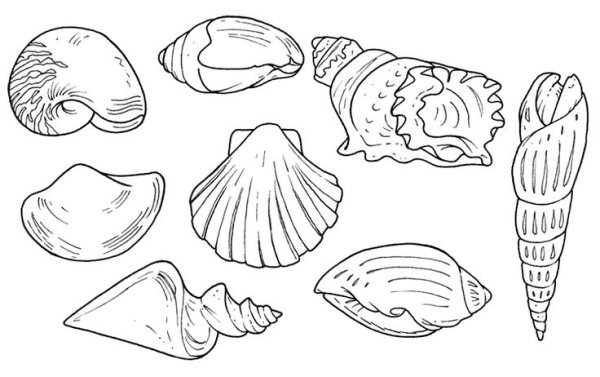 Ракушка раскраска для детей