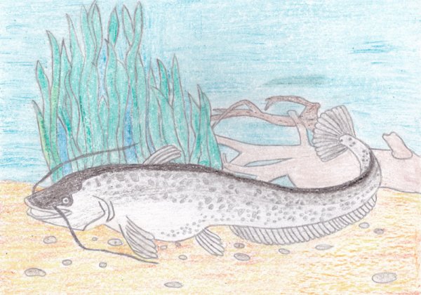 Иллюстрация к рассказу налим