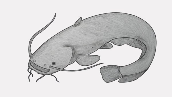 Рыба сом для детей