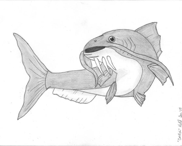 Как нарисовать сома карандашом